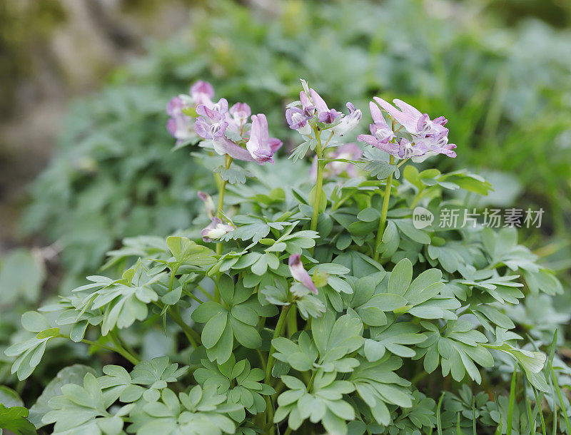 延胡索(Corydalis Solid)